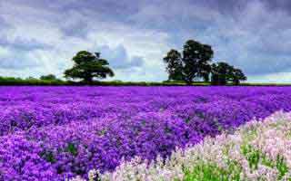 【速报】魅影直播深度揭秘:八卦风波背后,圈内人在商场休息区的角色格外令人意外